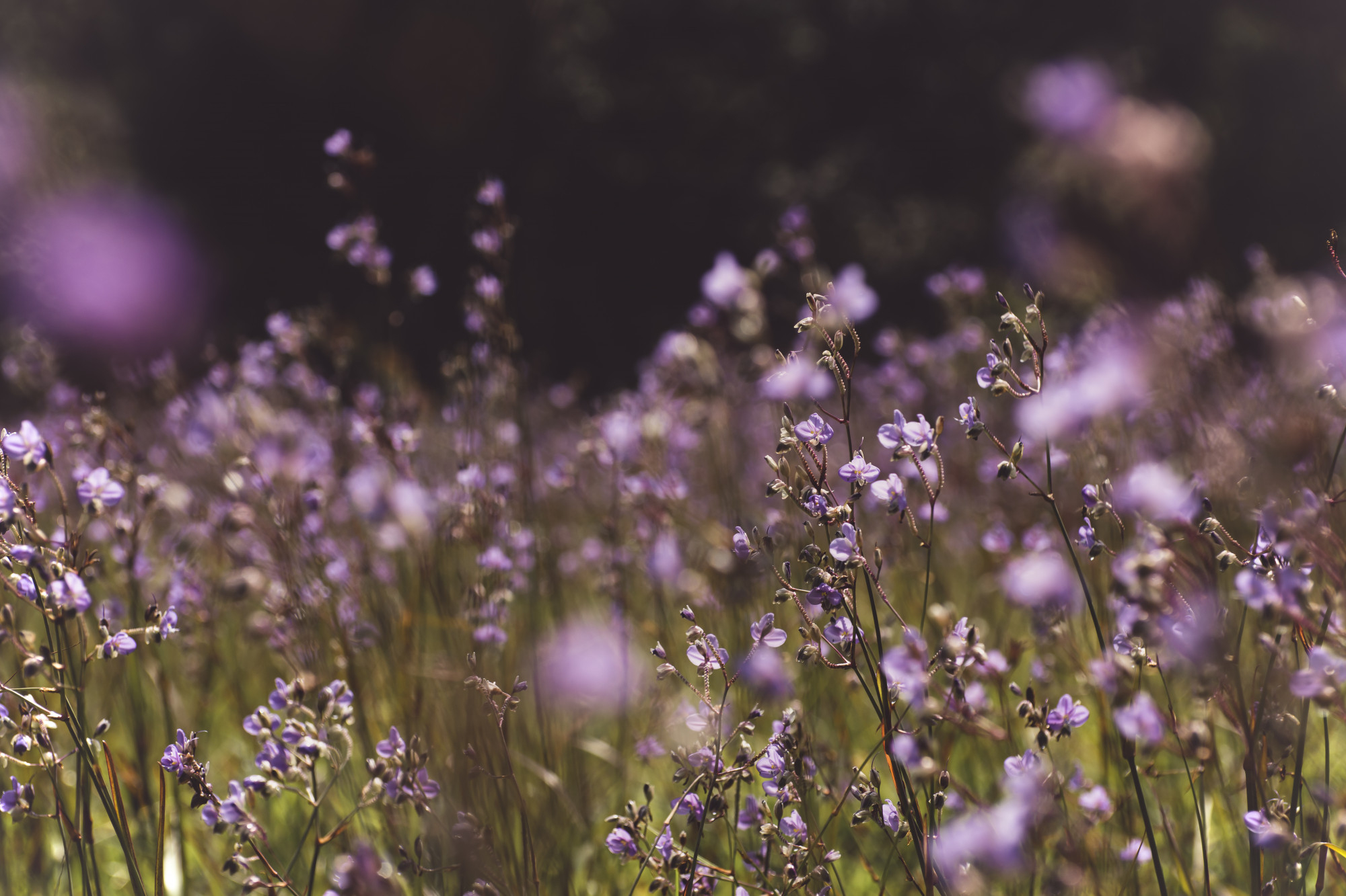 LES RITUELS DU PRINTEMPS