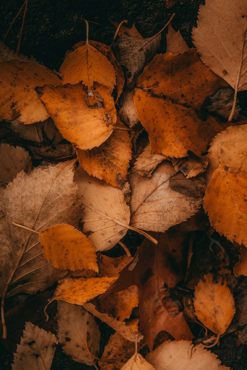 LES RITUELS D&rsquo;AUTOMNE